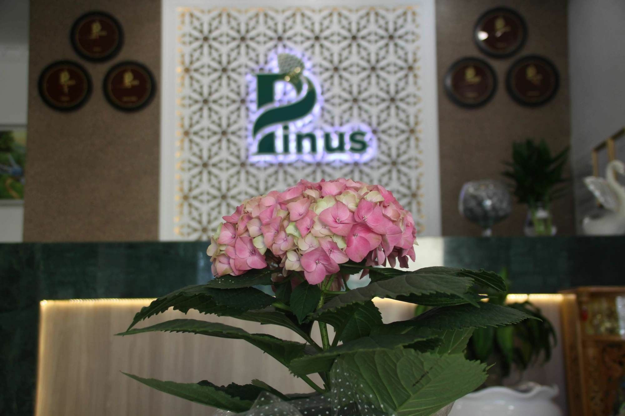 Pinus Hotel Dalat Eksteriør bilde